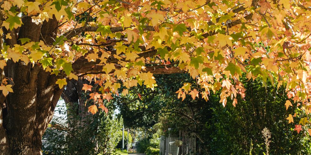 Maple Leaves on Path
